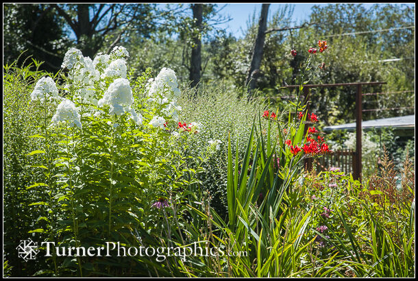 White garden phlox with Crocosmia. White Garden Phlox