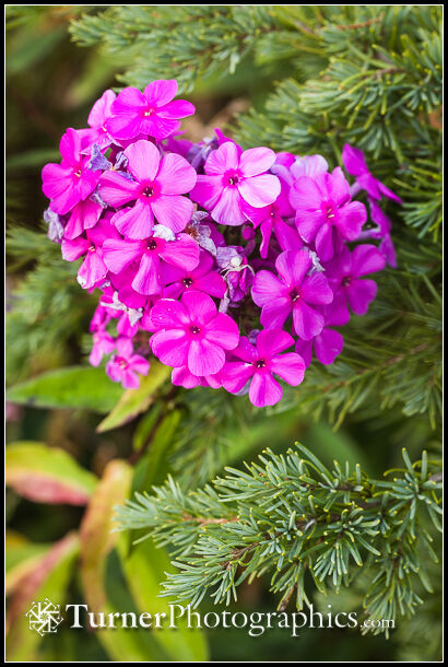 Deep pink garden phlox blossoms. Deep Pink Garden Phlox Blossoms