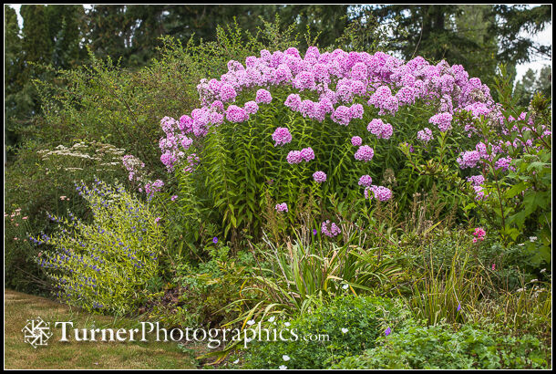 Pink garden phlox in a mixed perennial bed. Pink Garden Phlox