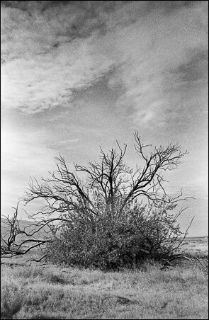 Burned willow, Lower Crab Creek, Beverly, WA. © 2025 Mark Turner
