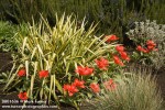 0801636 'Red Emperor' Tulips w/ 'Golden Sword' Yucca, Blue Fescue [Yuca filamentosa 'Golden Sword'; Tulipa fosteriana 'Red Emperor'; Festuca glauca]. Center for Urban Horticulture, Seattle, WA. © Mark Turner