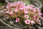 0801773 Saxifraga x goringana 'Anne Beddall' in container [Saxifraga x goringana 'Anne Beddall'  ]. Murfitt, Victoria, BC. © Mark Turner