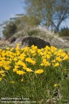 0802554 Hoop Peticoat Daffodils [Narcissus bulbocodium]. UBC Botanical Garden, Vancouver, BC. © Mark Turner