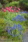 0803464 Grape Hyacinths, 'The Cure' Tulips in spring garden w/ Lavender foliage [Muscari armeniacum; Tulipa 'The Cure'; Lavandula angustifolia 'Munstead']. McClendon, Bellingham, WA. © Mark Turner
