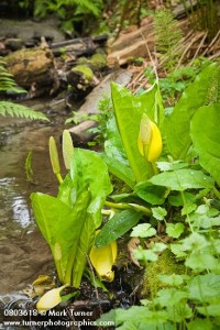 0803618 Skunk Cabbage along stream in woodland native garden [Lysichiton americanus]. Moore, Mercer Island, WA. © Mark Turner