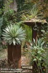 0716950 Agaves in containers on large pillars in succulent garden [Agave sp.]. Logan, Tulsa, OK. © Mark Turner