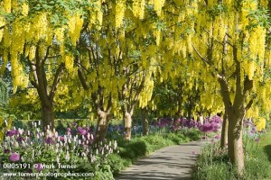 0805190 Path framed by rows of Goldenchain Trees w/ Polygonum & 'Globemaster' Onions beneath [Laburnum x watereri 'Vossi'; Polygonum sp.; Allium 'Globemaster']. VanDusen, Vancouver, BC. © Mark Turner