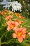 'Orange Crush' Daylilies