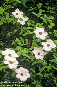 9602398 Pacific Dogwood blossoms [Cornus nuttallii]. Umpqua NF, along Rt 138, OR. © Mark Turner