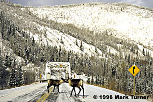 Caribou on Alaska Highway