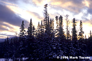 Sunset sky over spruce forest