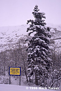 Northernmost White Spruce